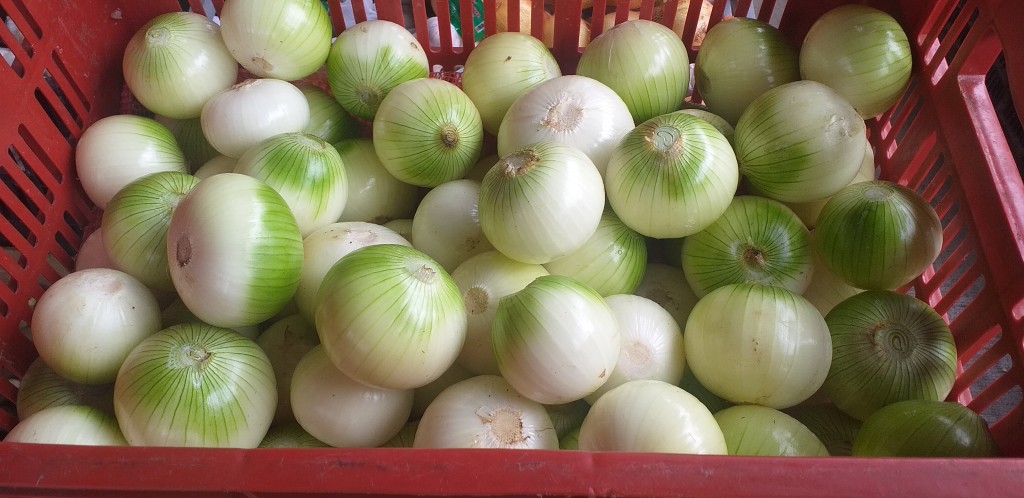 Cebolla blanca pelada