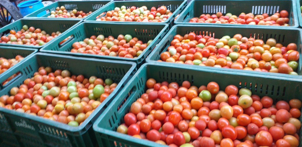 Tomate chonto delgado