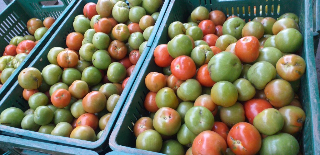 Tomate chonto 1ra
