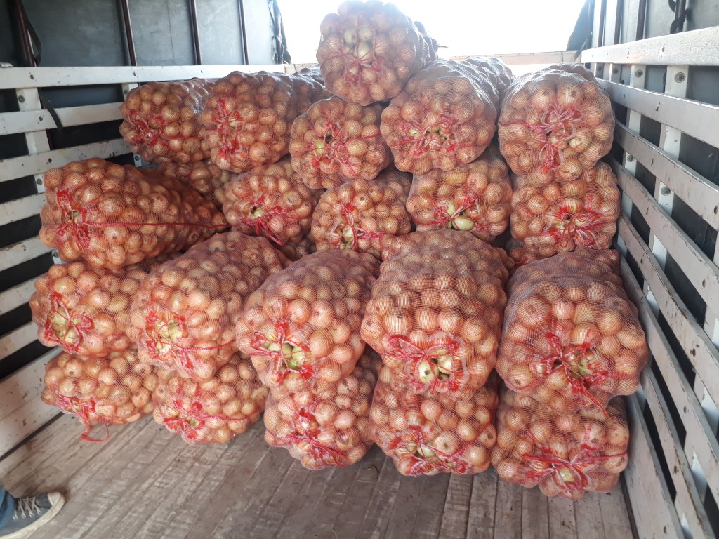 Cebolla cabezona blanca directamente desde las fincas productoras de Tunja Boyaca