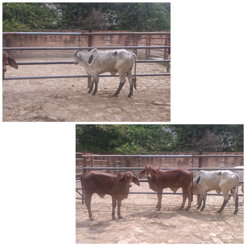 Toretes Rojos y Gyr