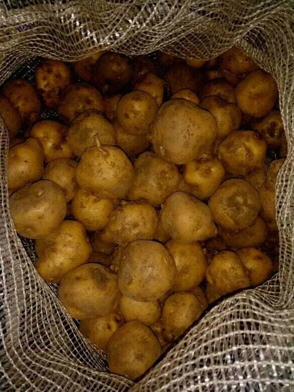 Papá criolla bogotana