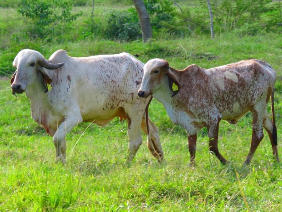 Vaca Gyr +Cría Gyr