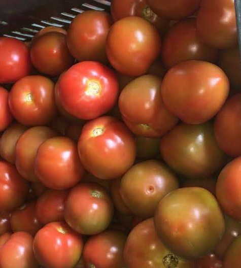 Tomate chonto de primera