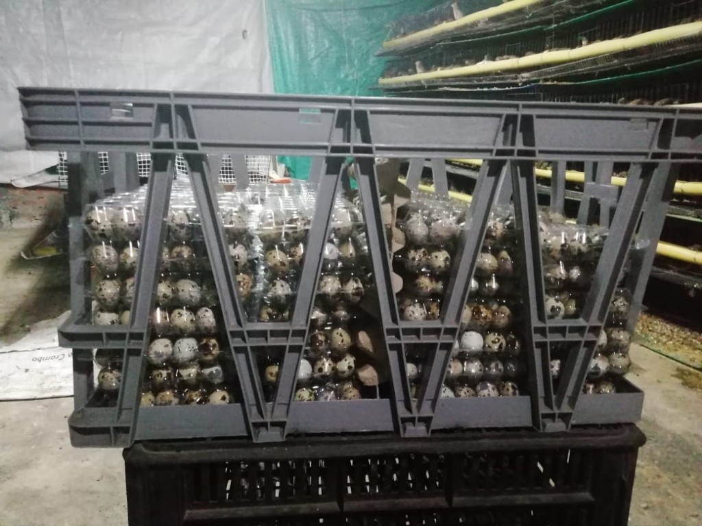 Huevos de codorniz