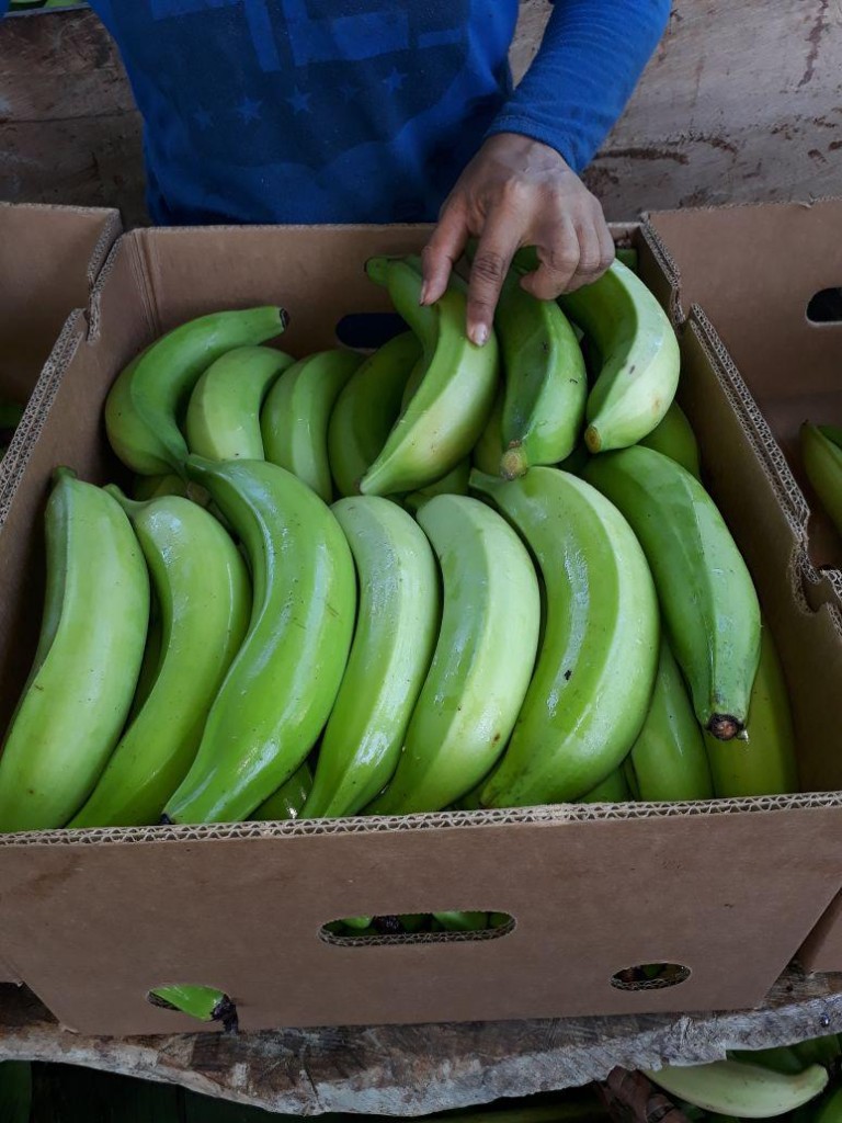 Plátano