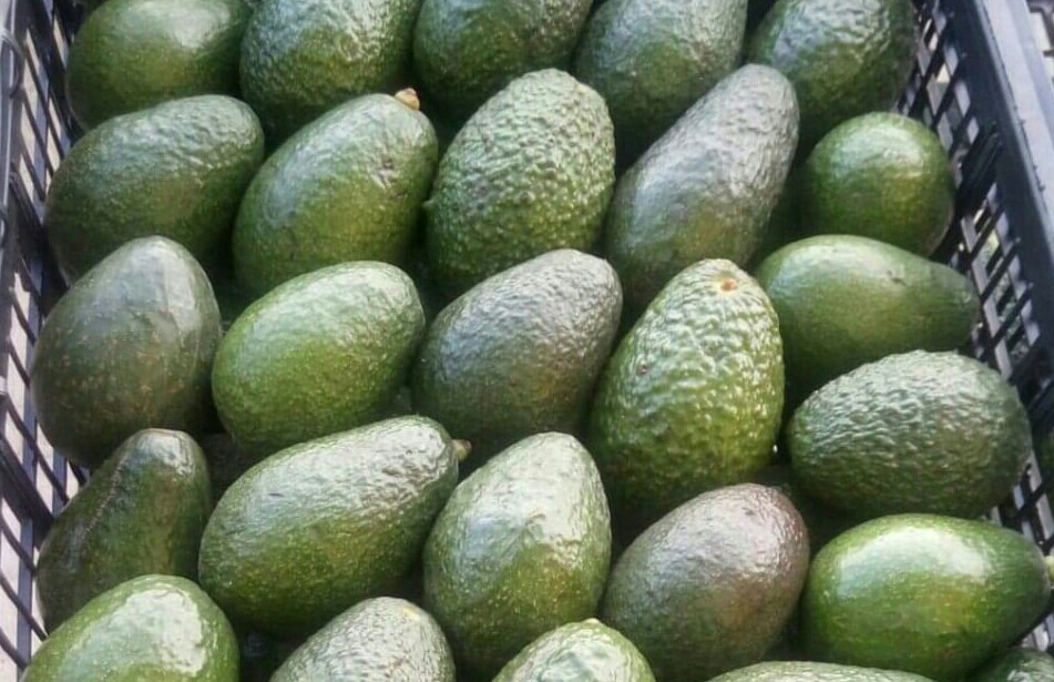 Aguacate Hass