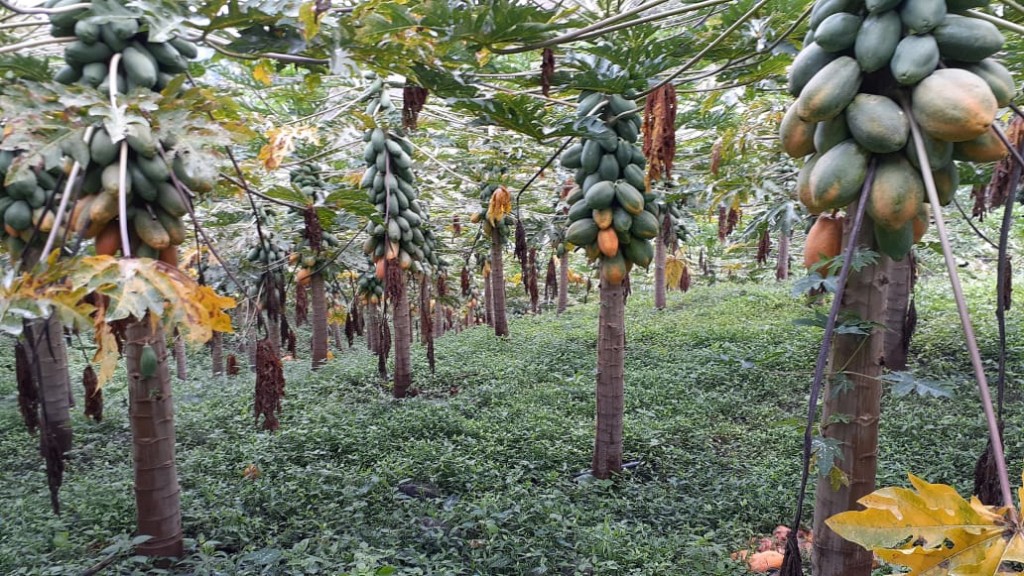 Papaya tainung