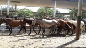 Caballos de Trabajo