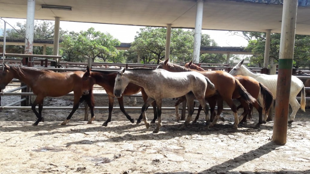 Caballos de Trabajo