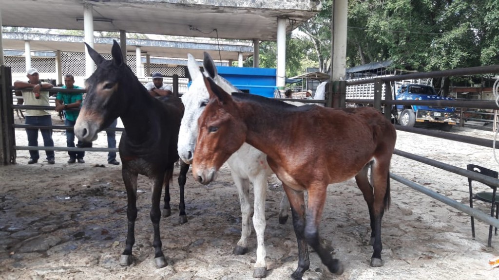 Muleta, Macho y Muleto