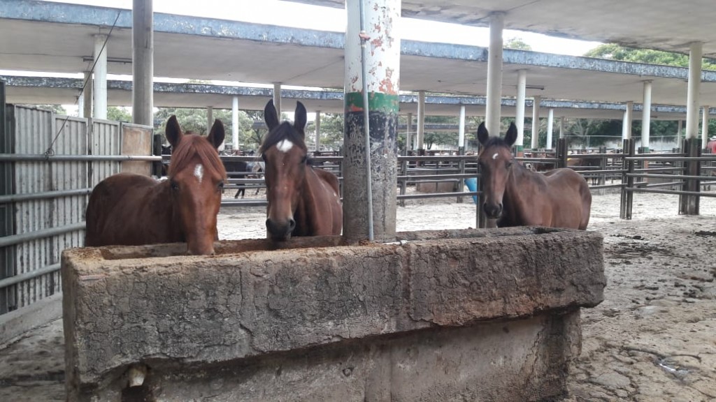 Yeguas de trabajo