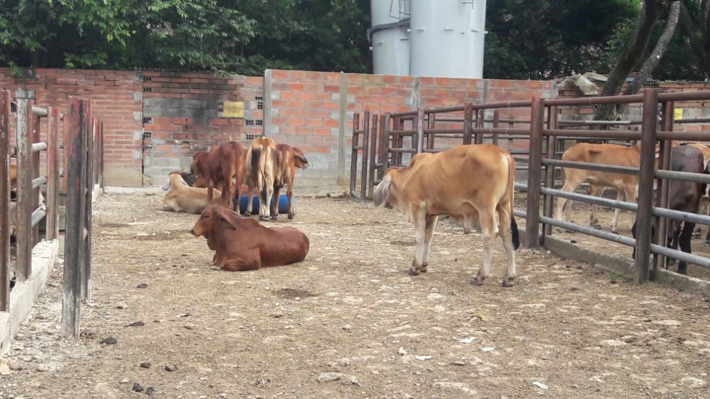 Machos de Levante