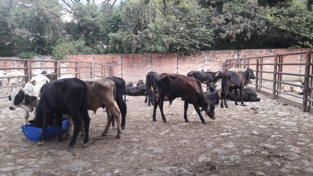 Machos de Levante