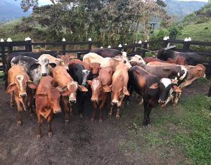 Machos Pará la ceba (280kg)