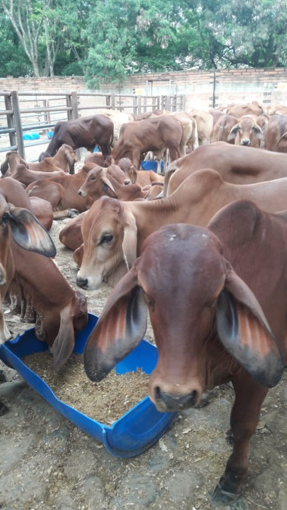 Novillos Brahman Rojo comercial