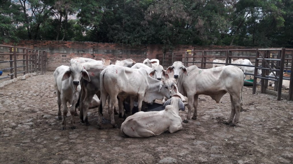 Machos Brahman blanco comercial
