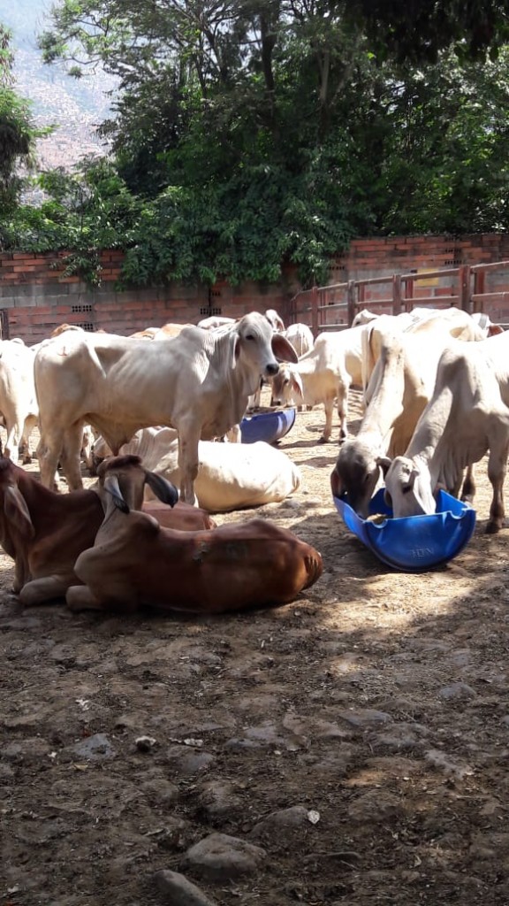 Novillos de Levante Brahman blanco