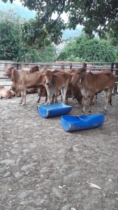 Hembras de Levante Brahman Rojo comercial