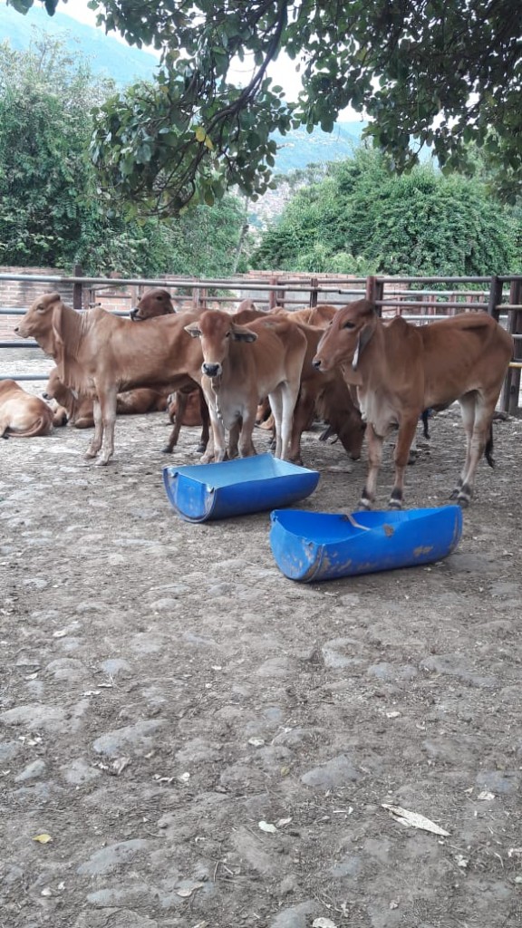 Hembras de Levante Brahman Rojo comercial