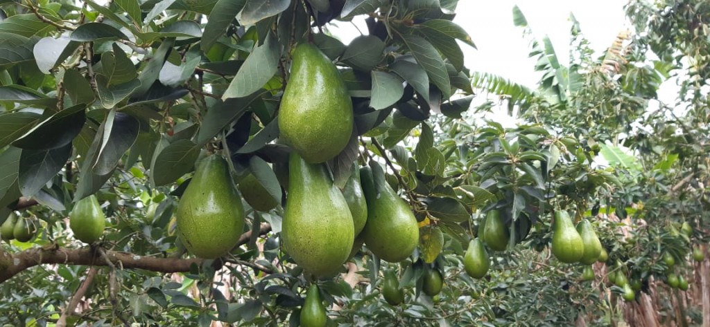 Aguacate papelillo