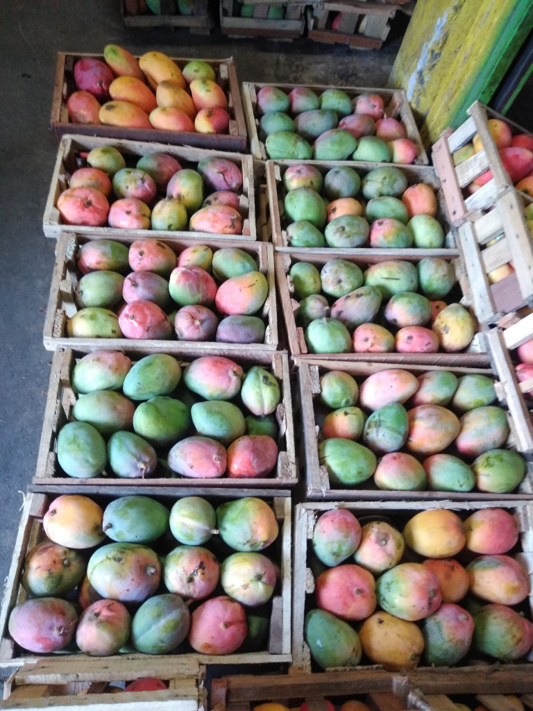 Mango manzano