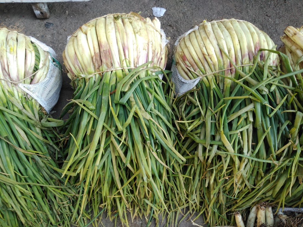 Cebolla larga bogotana