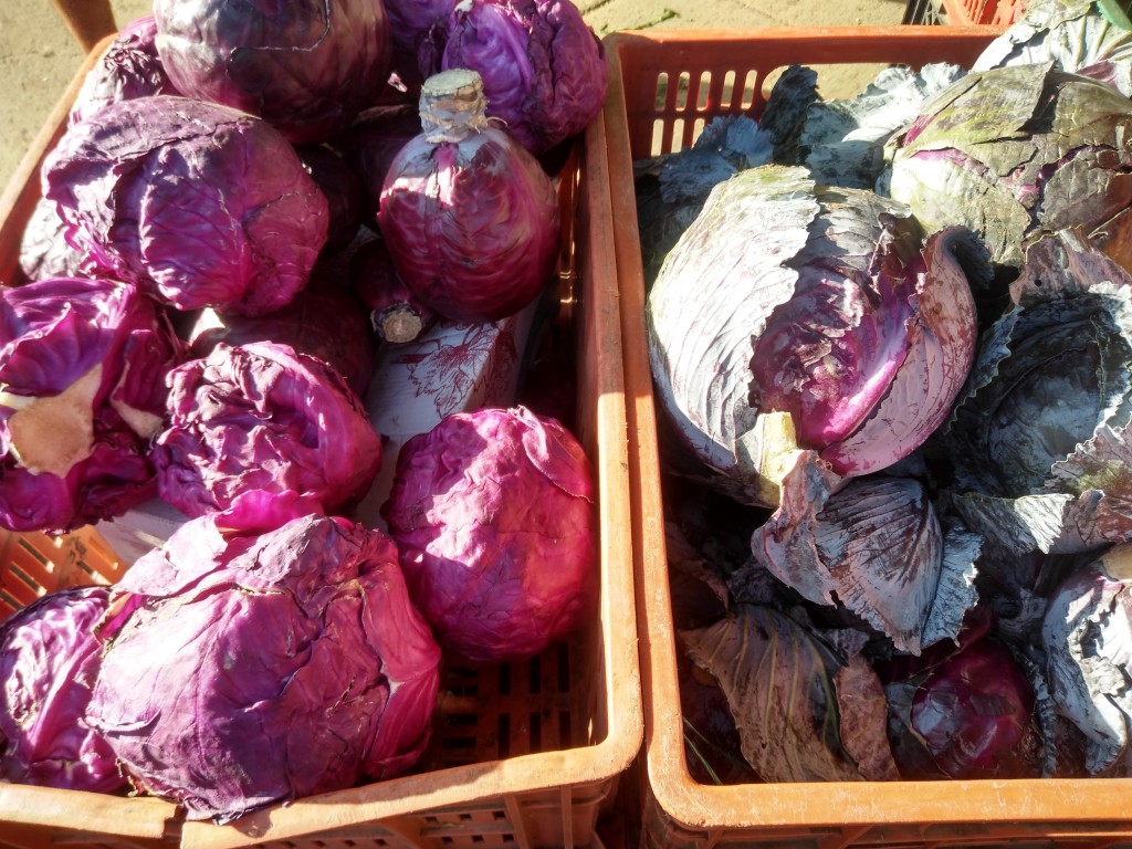 Repollo morado