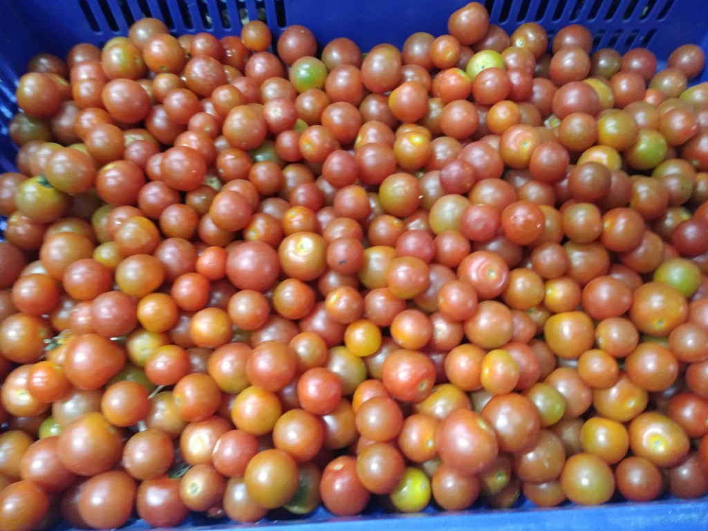 Tomate Cherry