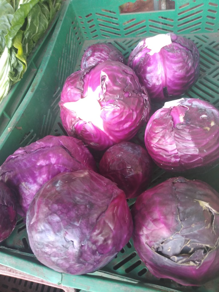 Repollo morado