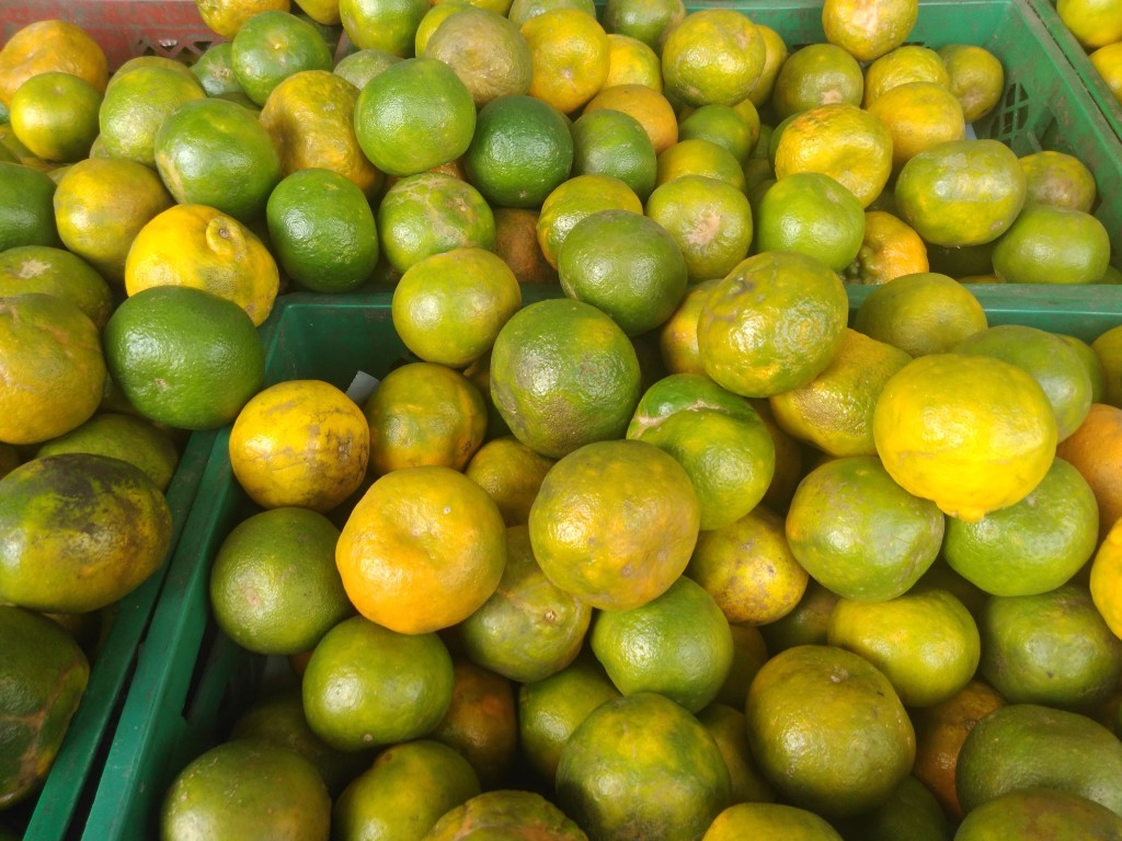 Mandarina oneco gruesa