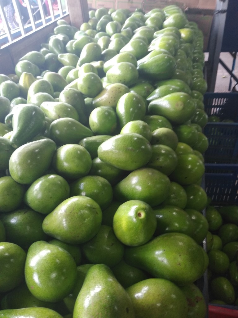 Aguacate papelillo 1ra