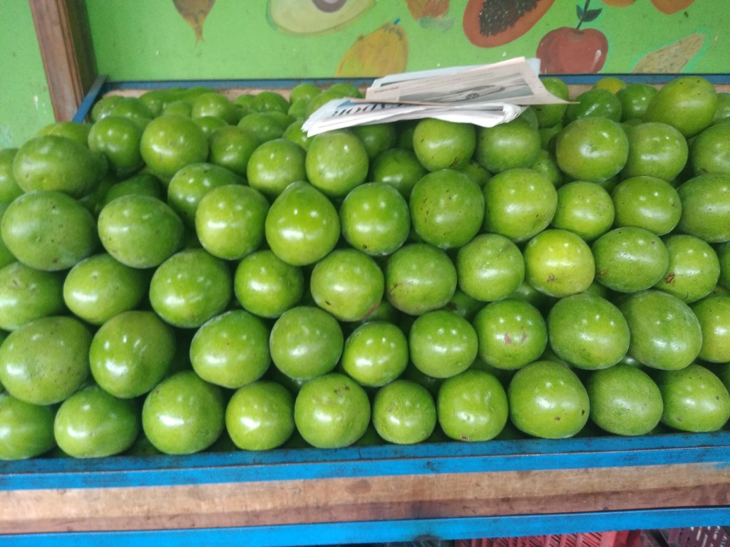 Aguacate papelillo 1ra
