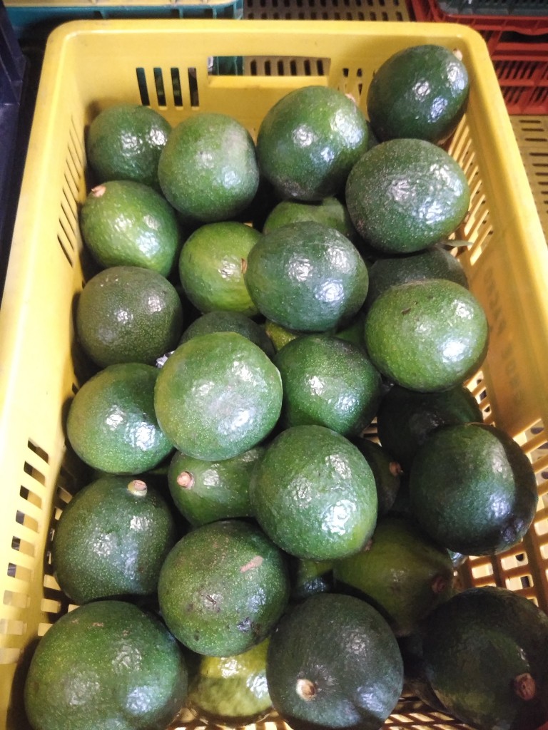 Aguacate Booth 8