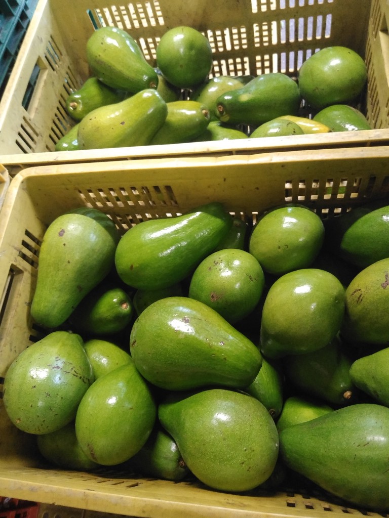 Aguacate papelillo 1ra