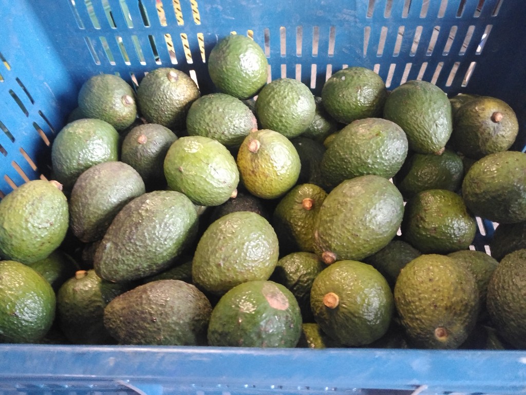 Aguacate Hass 2da