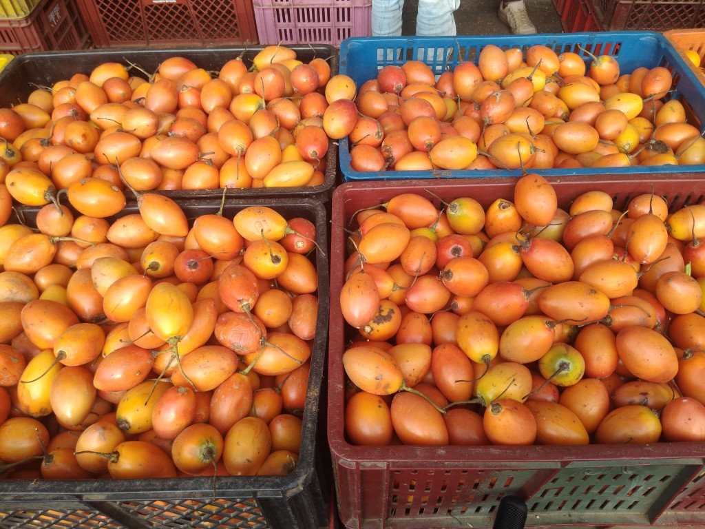 Tomate de árbol 1ra