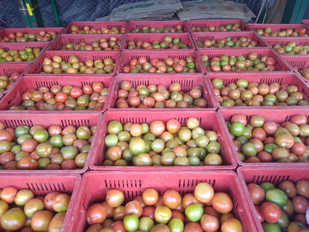 Tomate chonto grueso