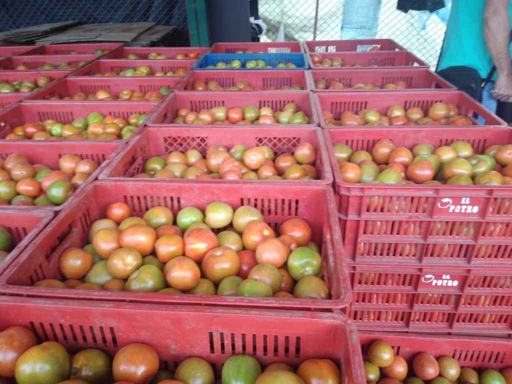 Tomate chonto