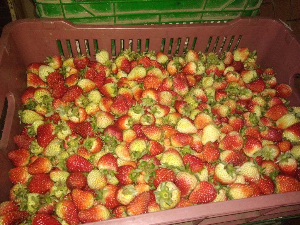 Fresa 3ra o madura