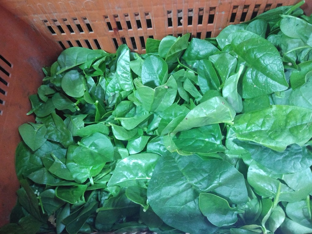 Espinaca