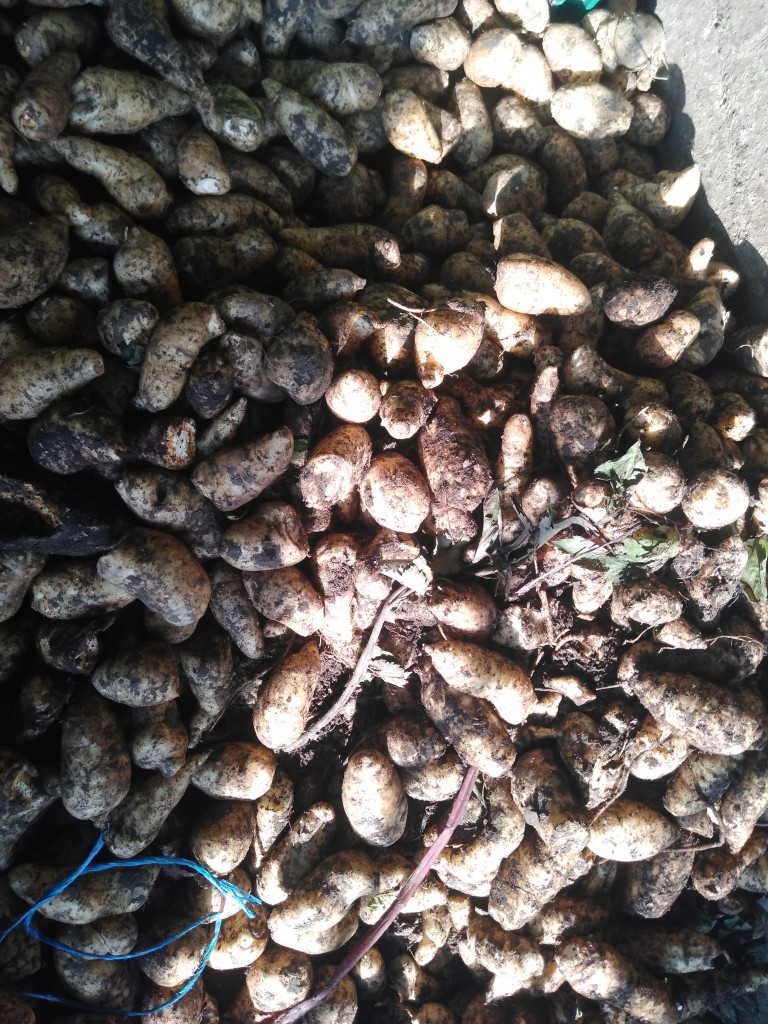 Arracacha pastusa