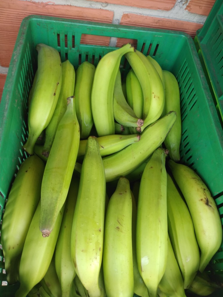 Platano Dominic harton