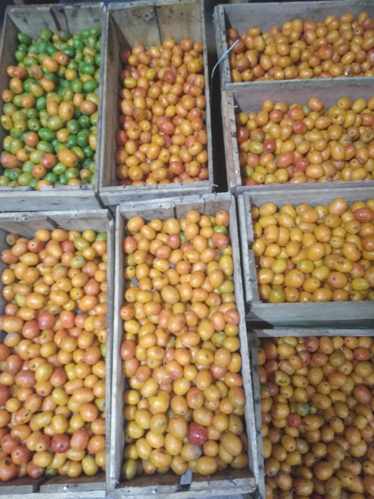 Ciruela-obo