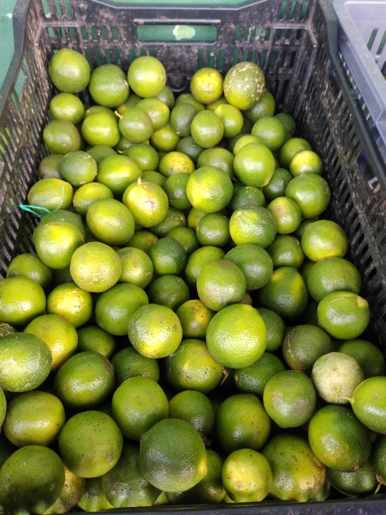 Limón mandarino injerto