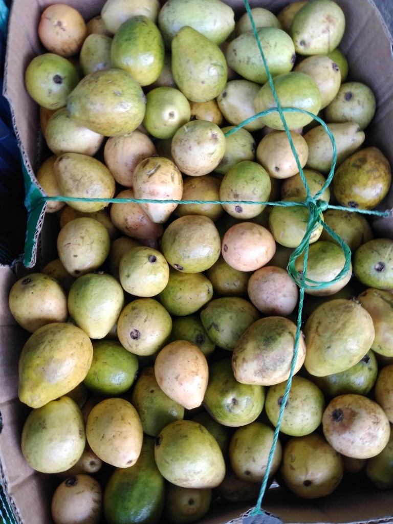Guayaba pera