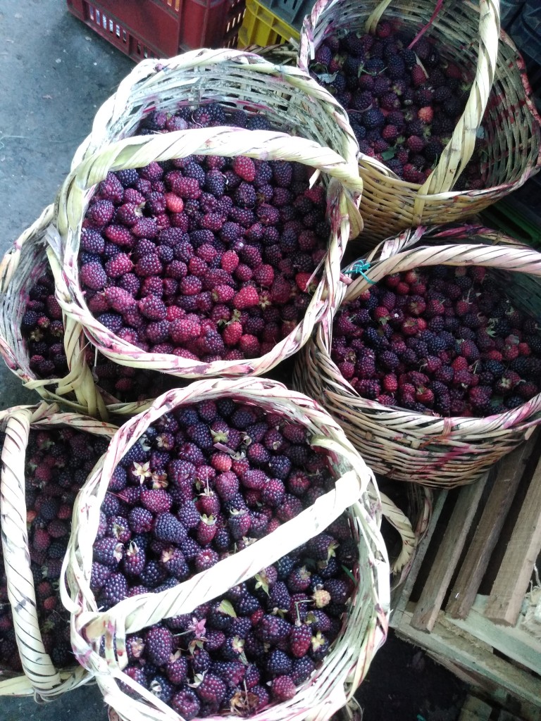 Mora roja/ Ipiales