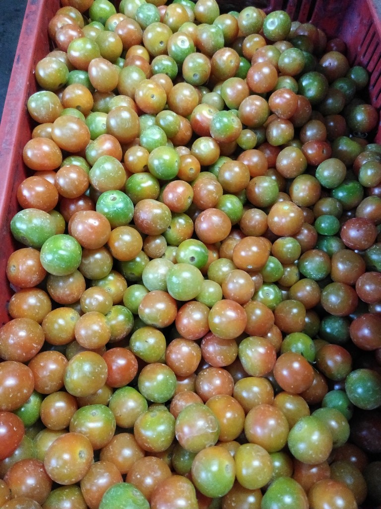 Tomate Cherry