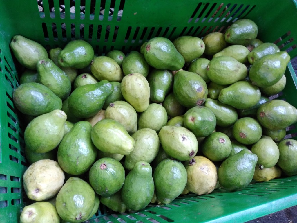 Guayaba pera valluna