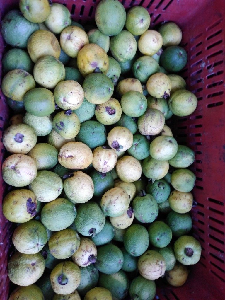 Guayaba agria
